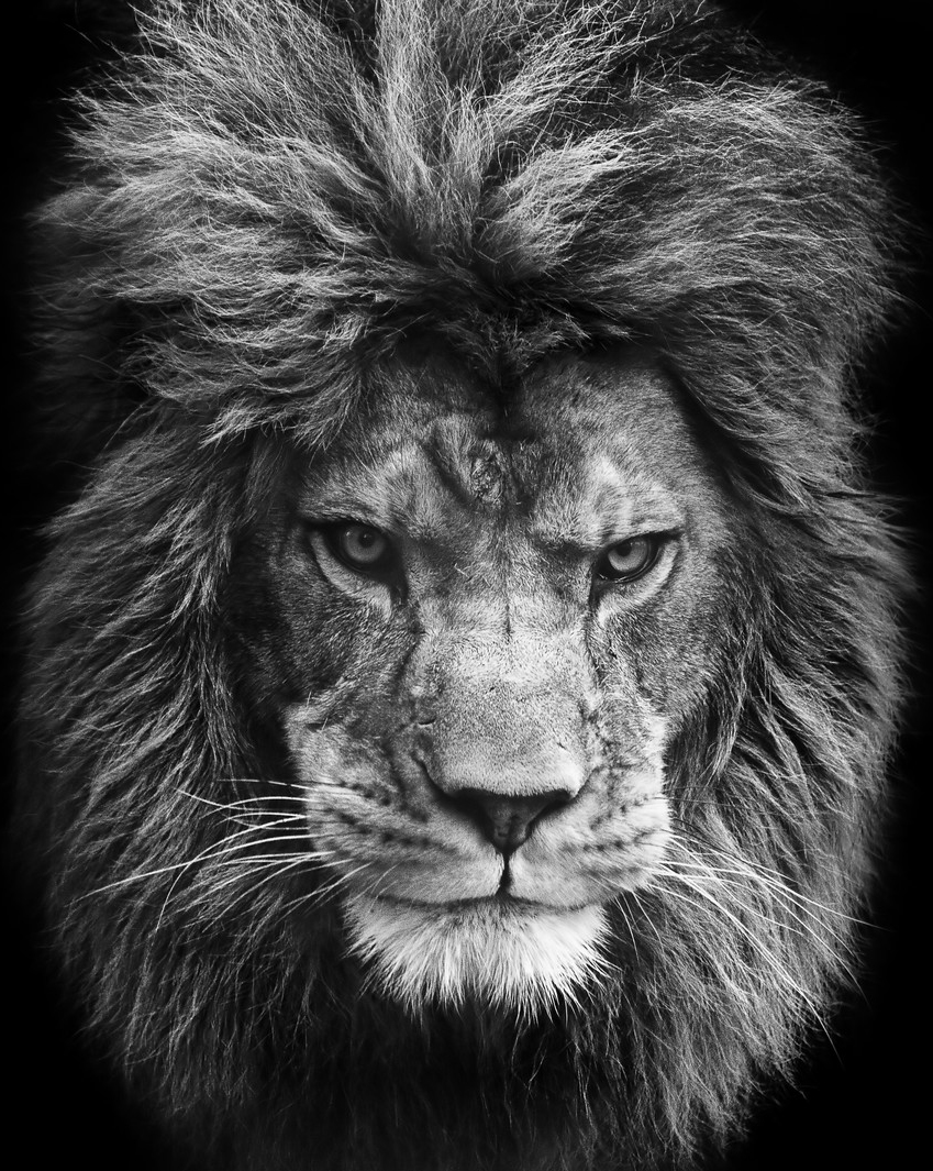 Lion2